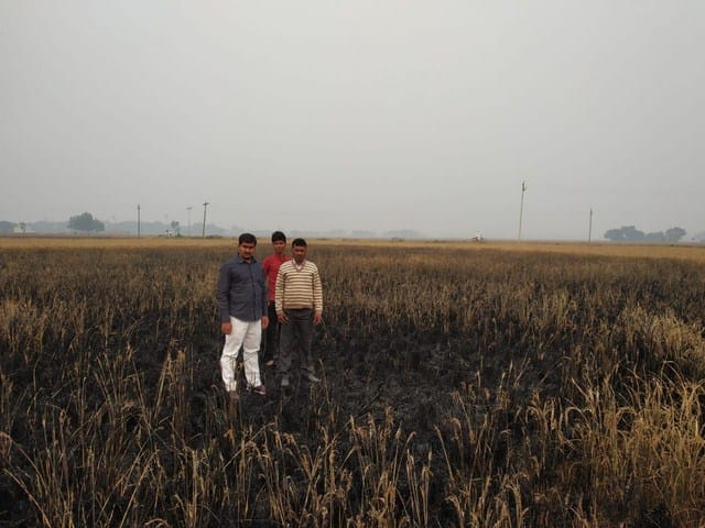 Dive bigha paddy crop of fire due to fire
