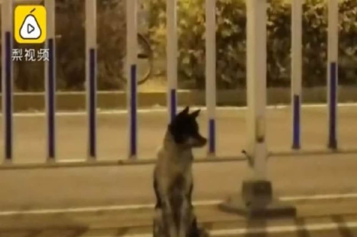 Dog in China become popular on social media people call him hachiko part 2