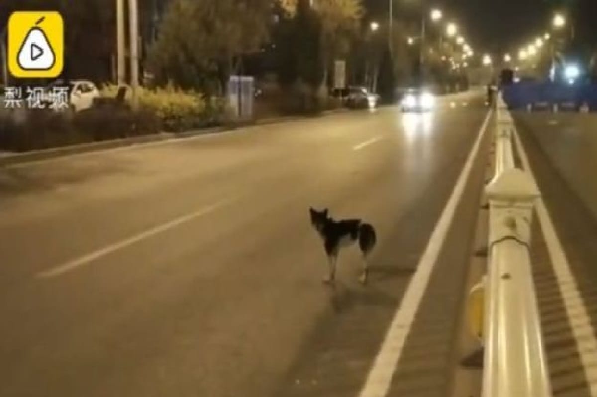 Dog in China become popular on social media people call him hachiko part 2