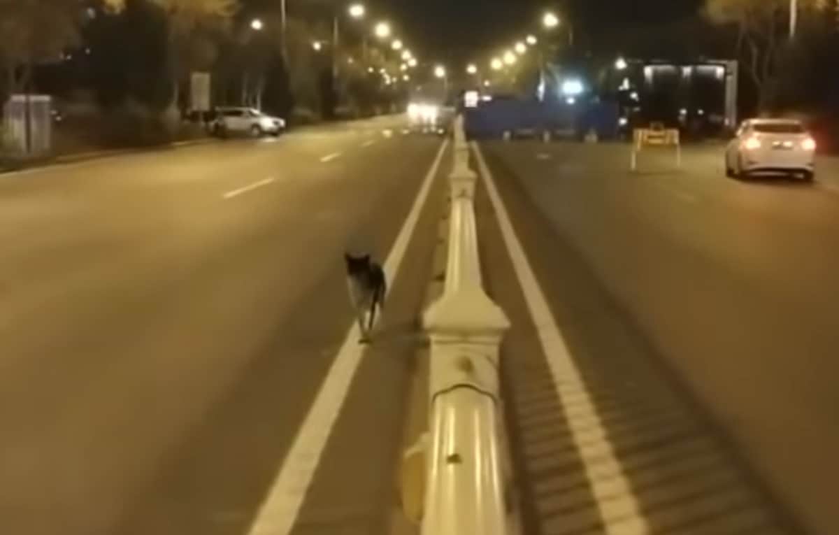 Dog in China become popular on social media people call him hachiko part 2