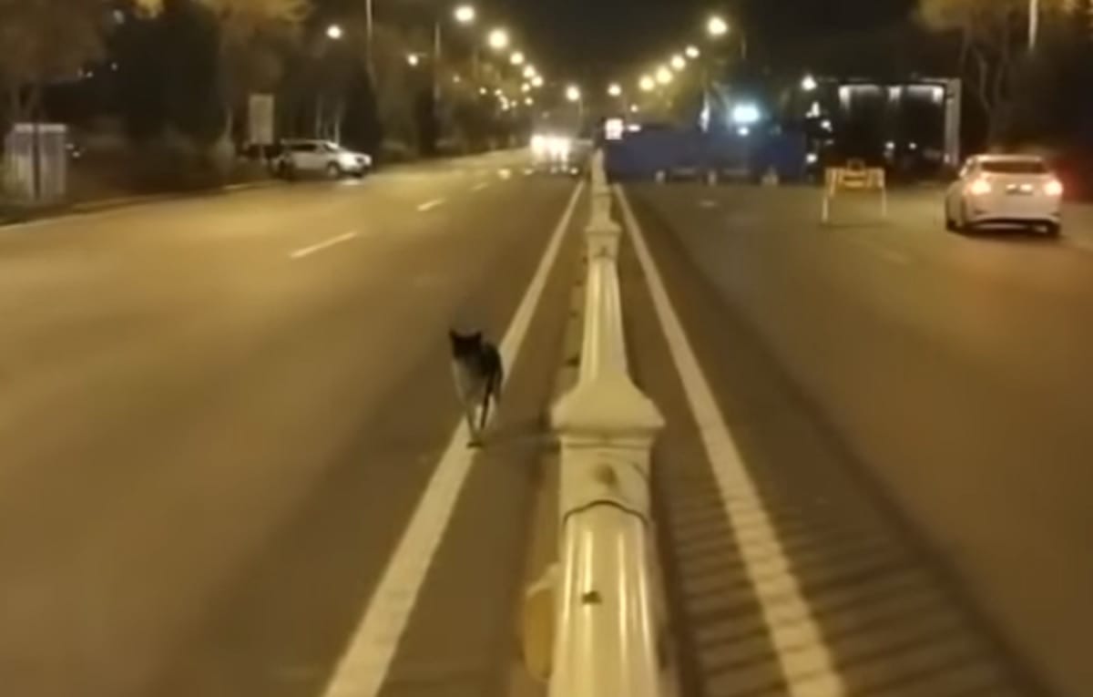 Dog in China become popular on social media people call him hachiko part 2