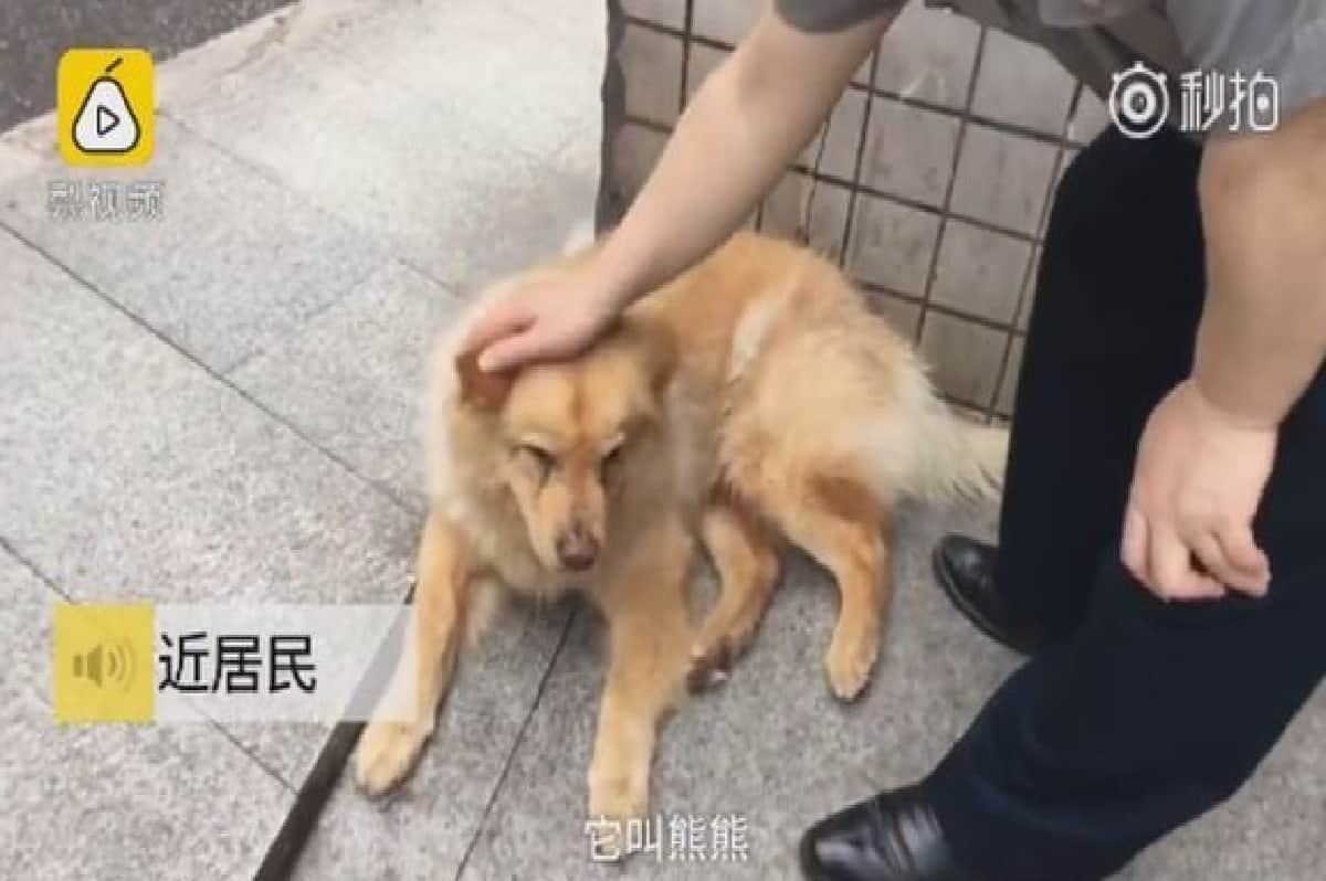 Dog in China become popular on social media people call him hachiko part 2