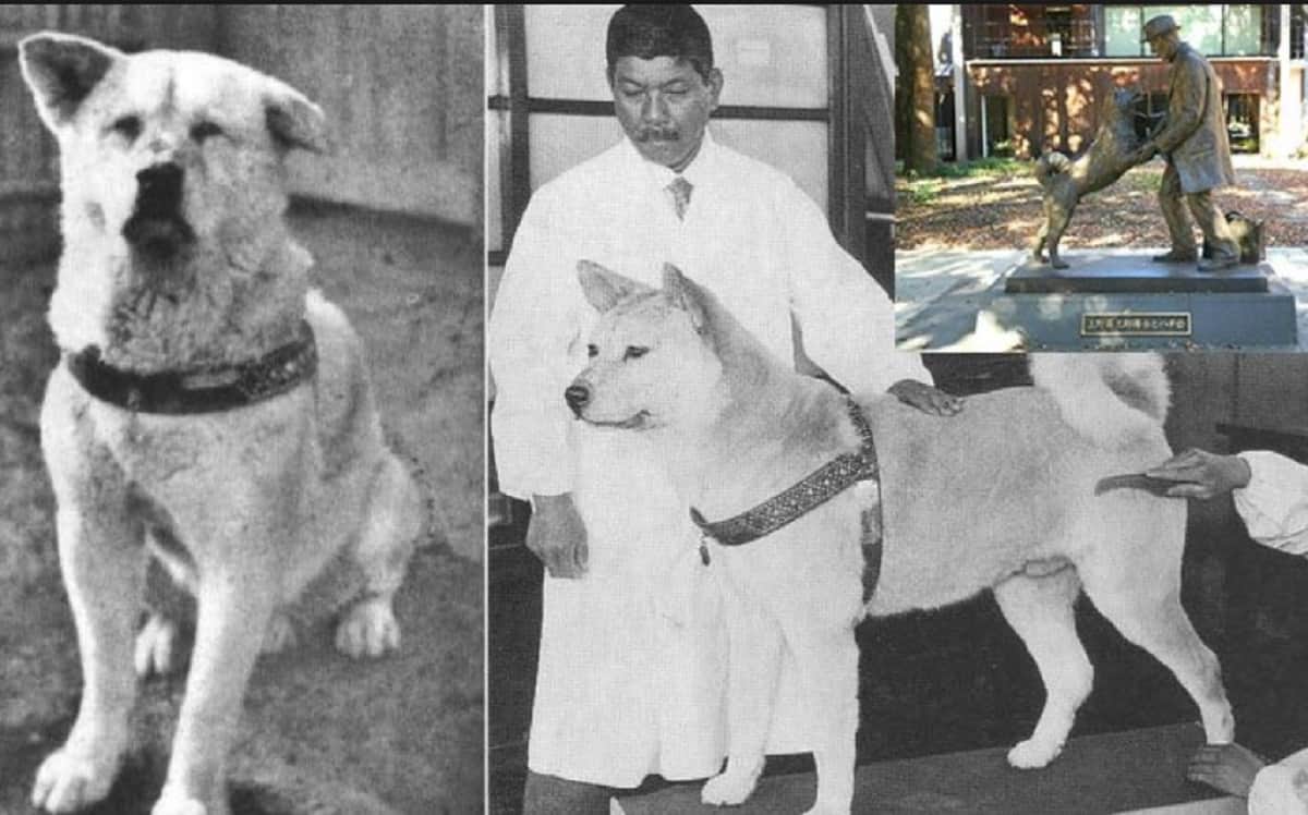 Dog in China become popular on social media people call him hachiko part 2