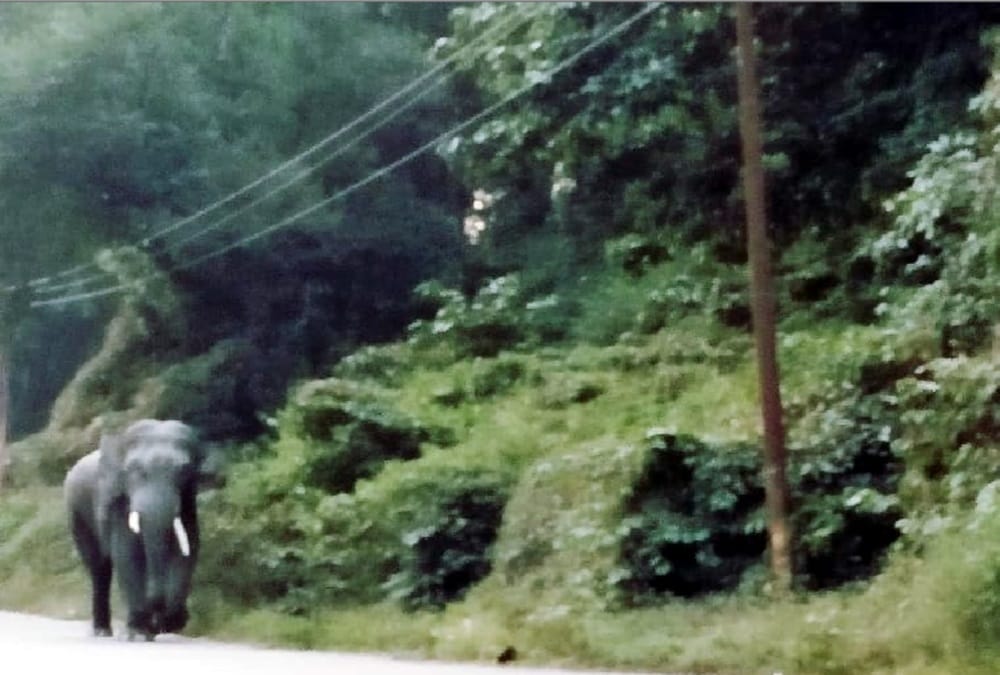 Elephant killed a man in BHEL Sector Haridwar