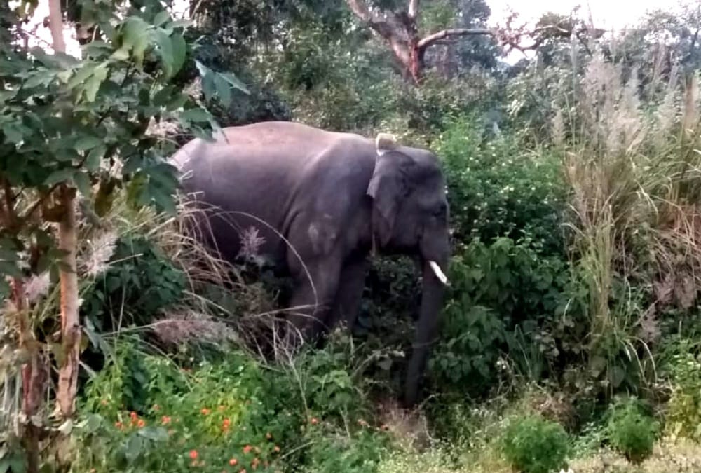 Wild elephants kill 4 in Jharkhand Four people including two women