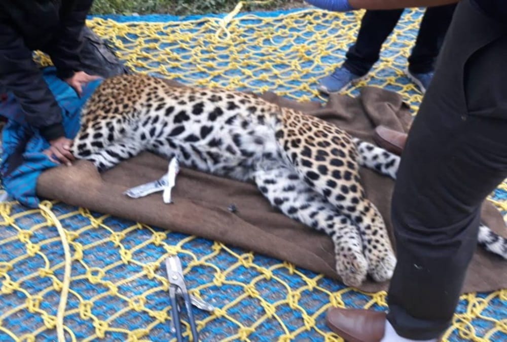 Leopard Death after stuck in Clutch wire and cross stomach at ima dehradun