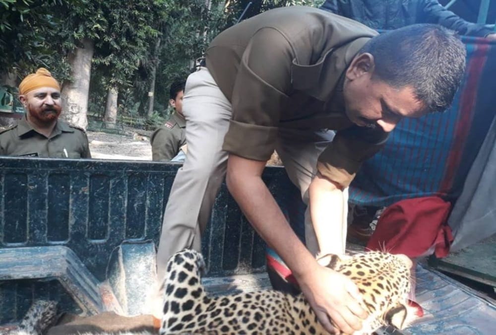 Leopard Death after stuck in Clutch wire and cross stomach at ima dehradun