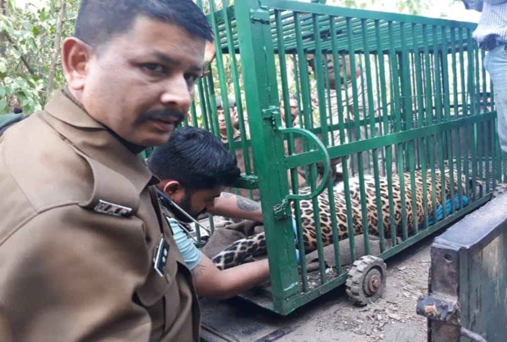 Leopard Death after stuck in Clutch wire and cross stomach at ima dehradun