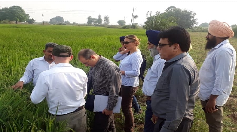 Meerut, making pesticide damage to the taste of Indian Basmati rice in European countries