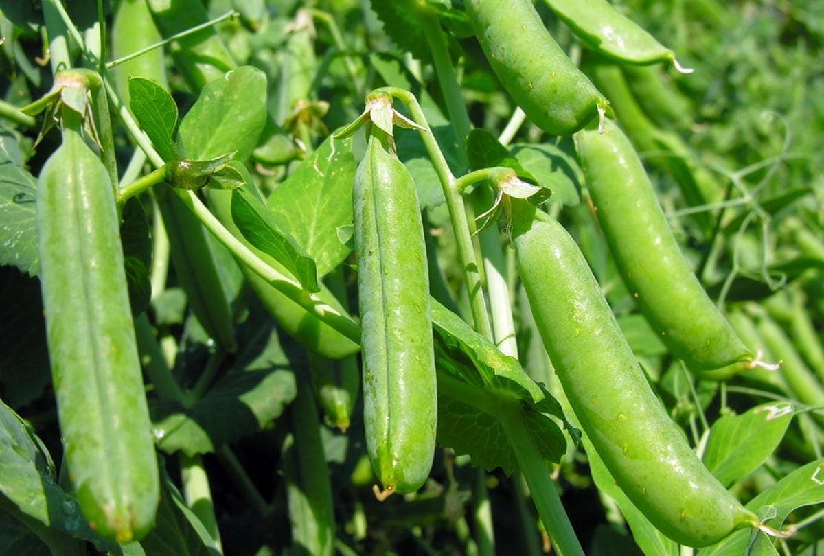 you should include peas or matar in your diet know health benefits