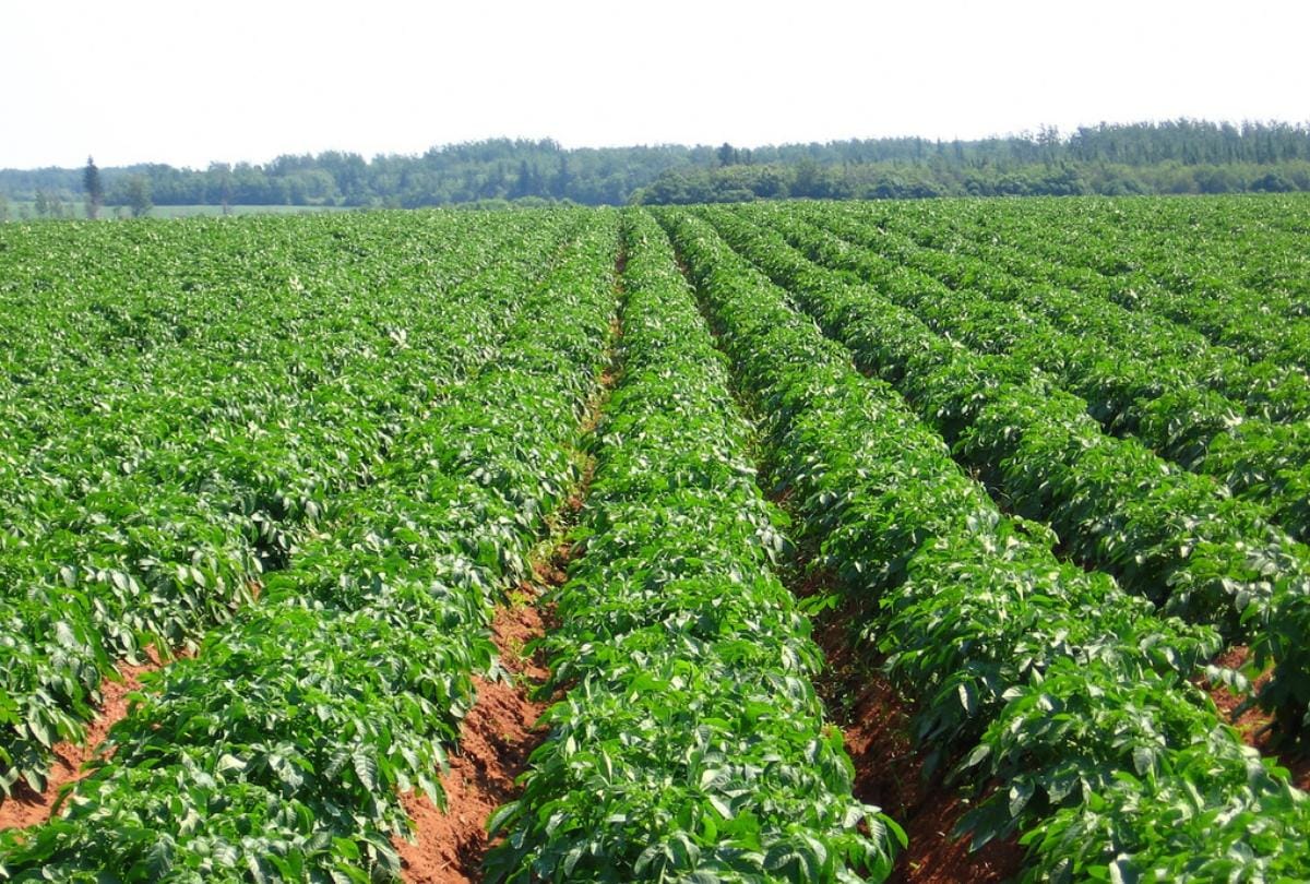 Do not worry about potatoes, do not worry about wheat, farmers