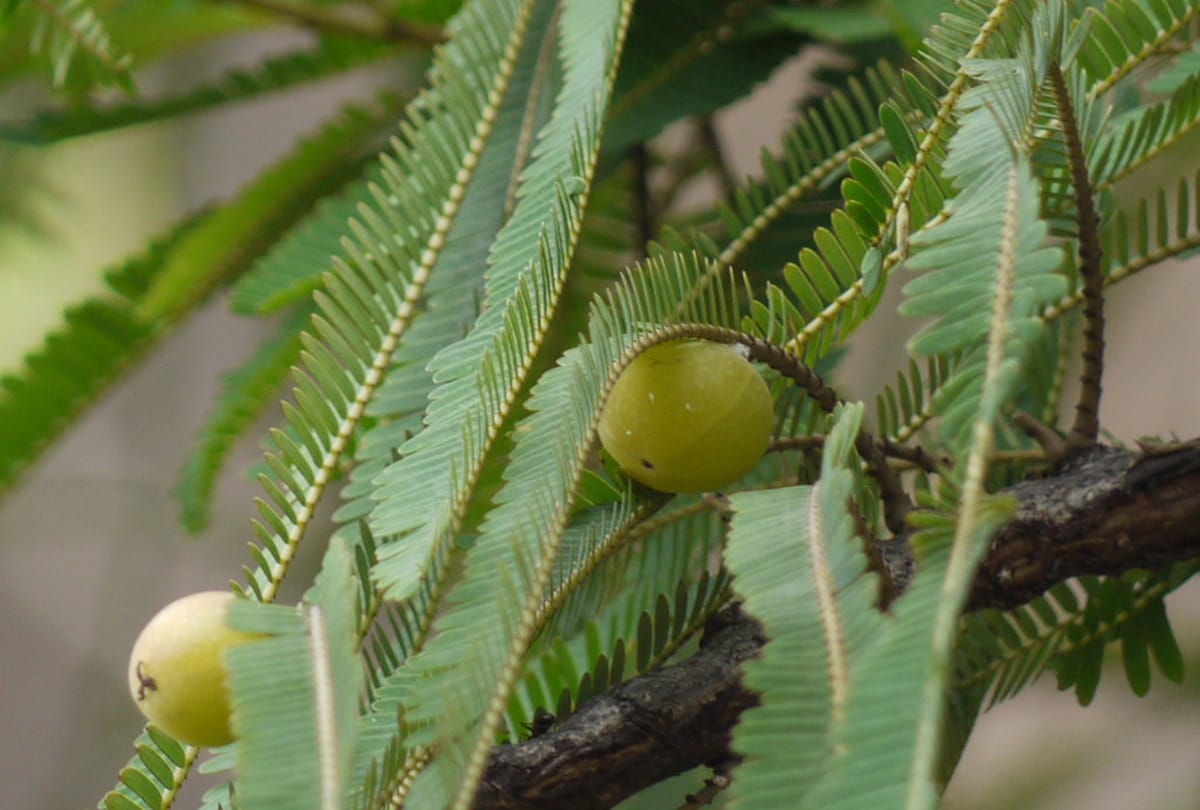 amla navmi 2021 puja vidhi samagri shubh muhurat and katha