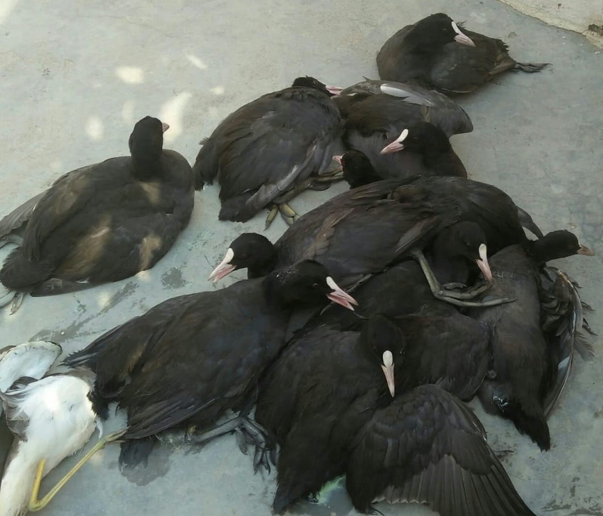 Guests are targeting birds, hunters