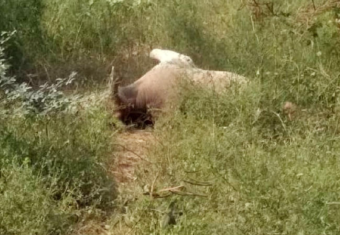 death of cattle on Gopashtami anger in people