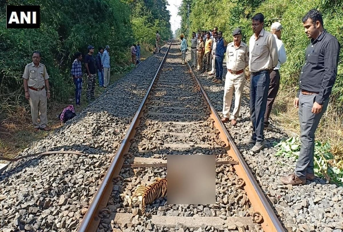 Three Tigers die in Maharashtra after killing Avani tigress
