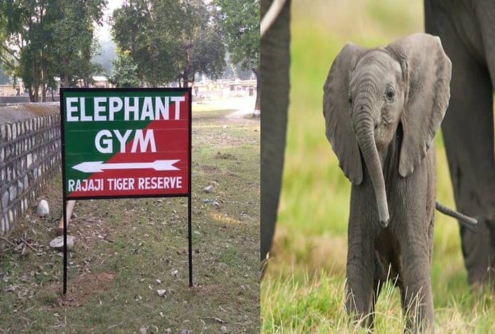 Elephant children Do Exercise in GYM haridwar photos