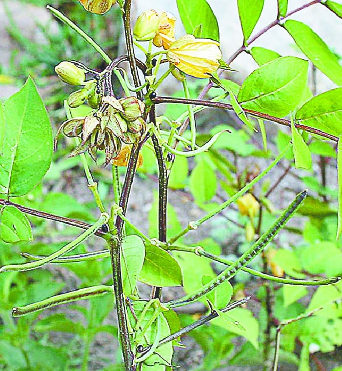 Kosundi pods are being made to die for children