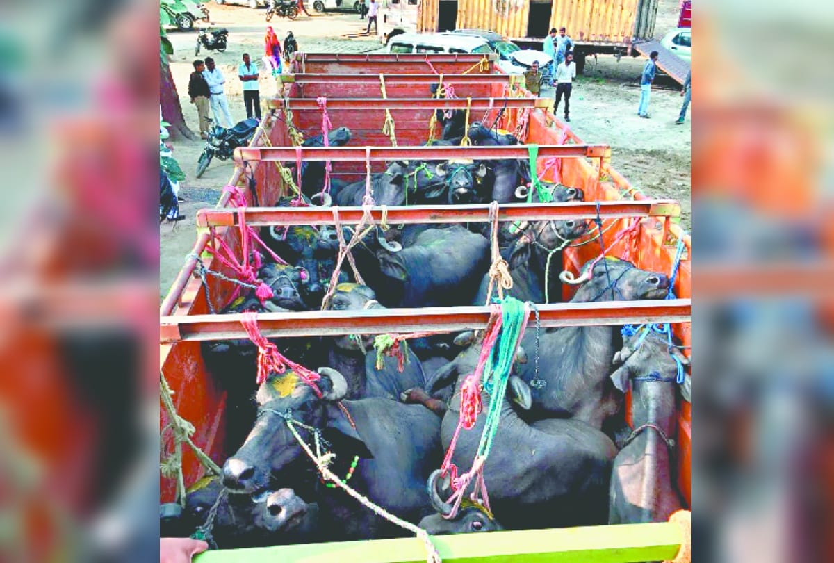 Rajori Police failed animal smuggling effort
