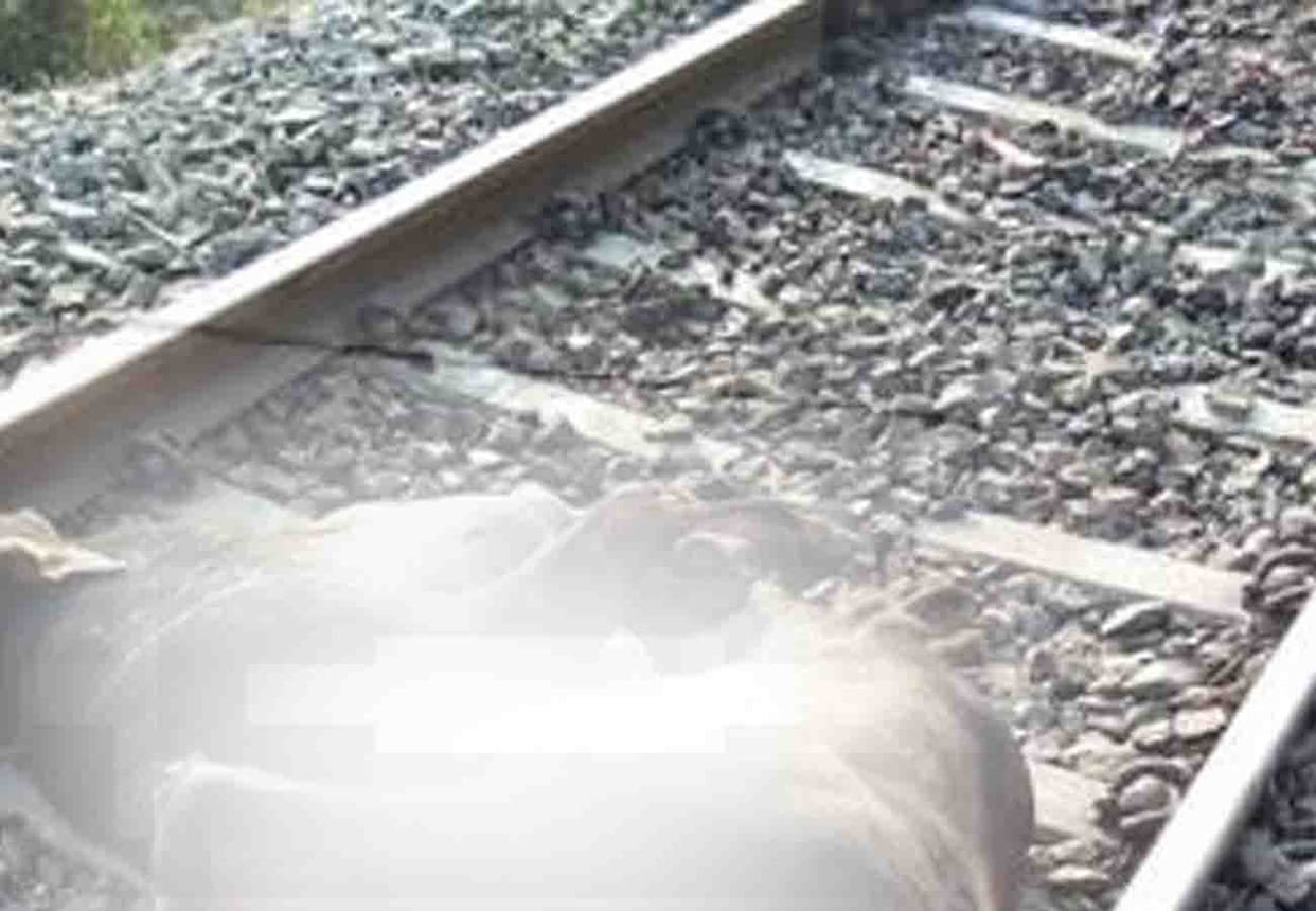 more than fifteen cows cut from Jabalpur Express on railway line