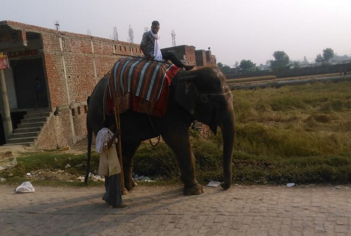 Elephant attack on youth in chandauli