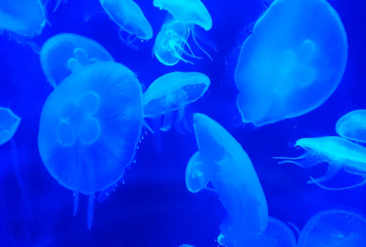 Jellyfish is a type of fish who never die