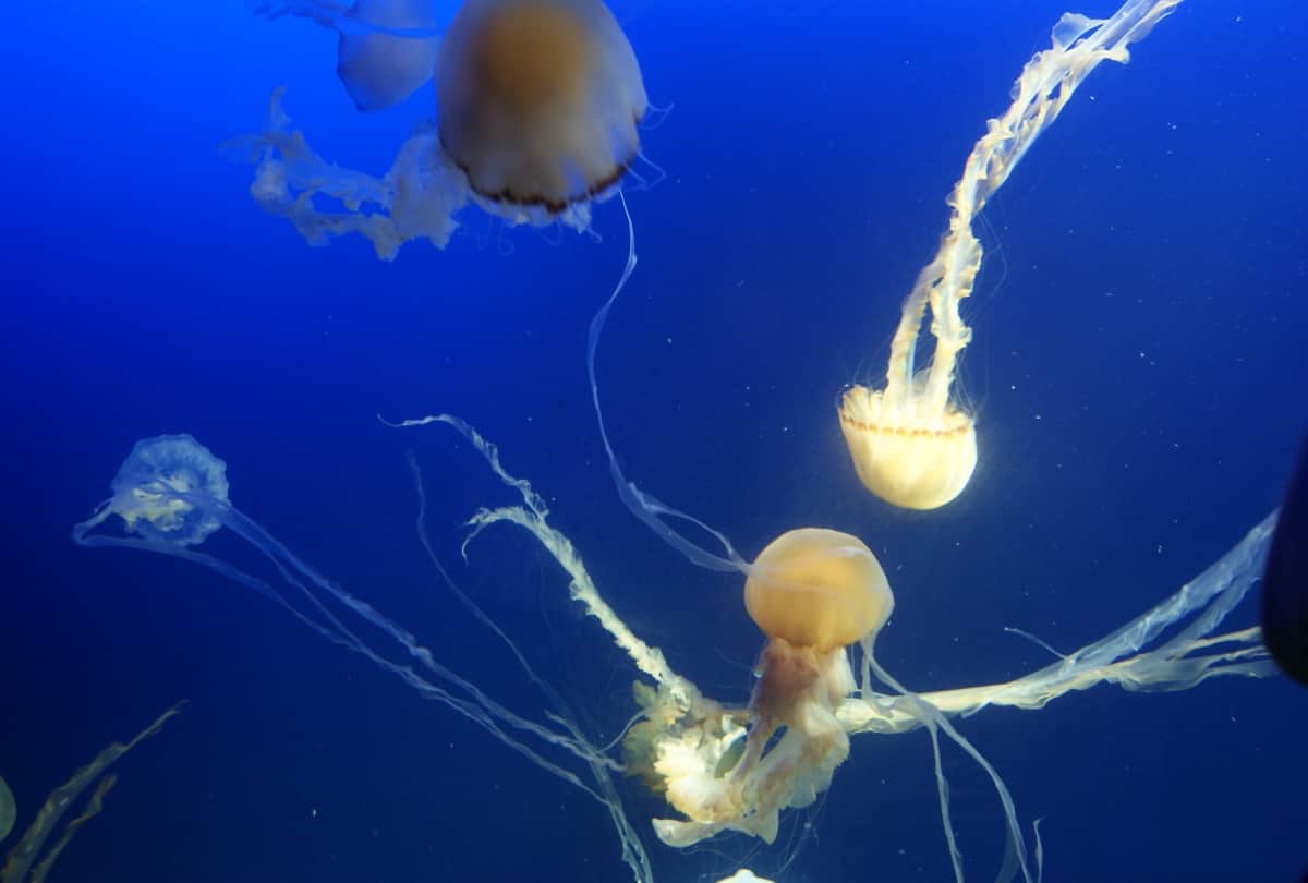 Jellyfish is a type of fish who never die