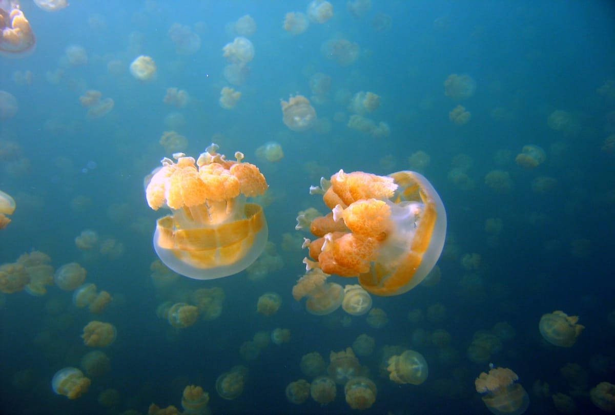 Jellyfish is a type of fish who never die