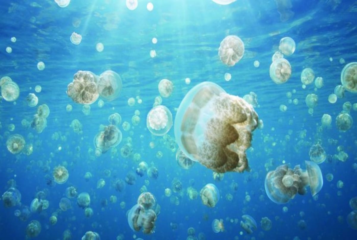 Jellyfish is a type of fish who never die