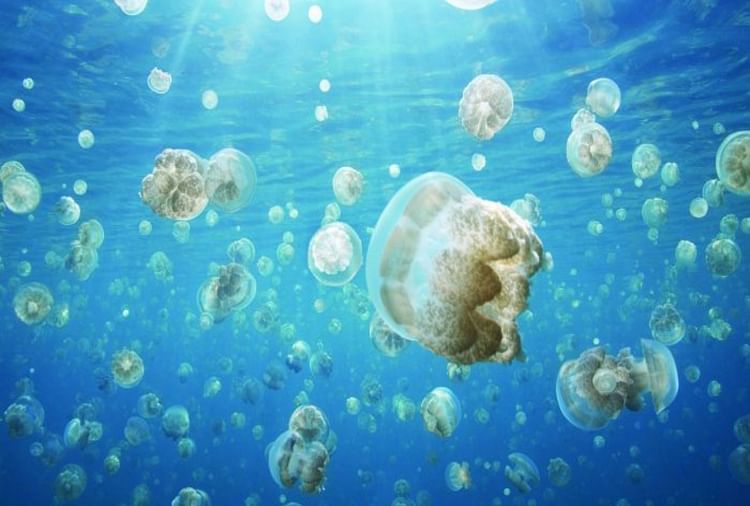 Jellyfish Is A Type Of Fish Who Never Die - Amar Ujala Hindi News