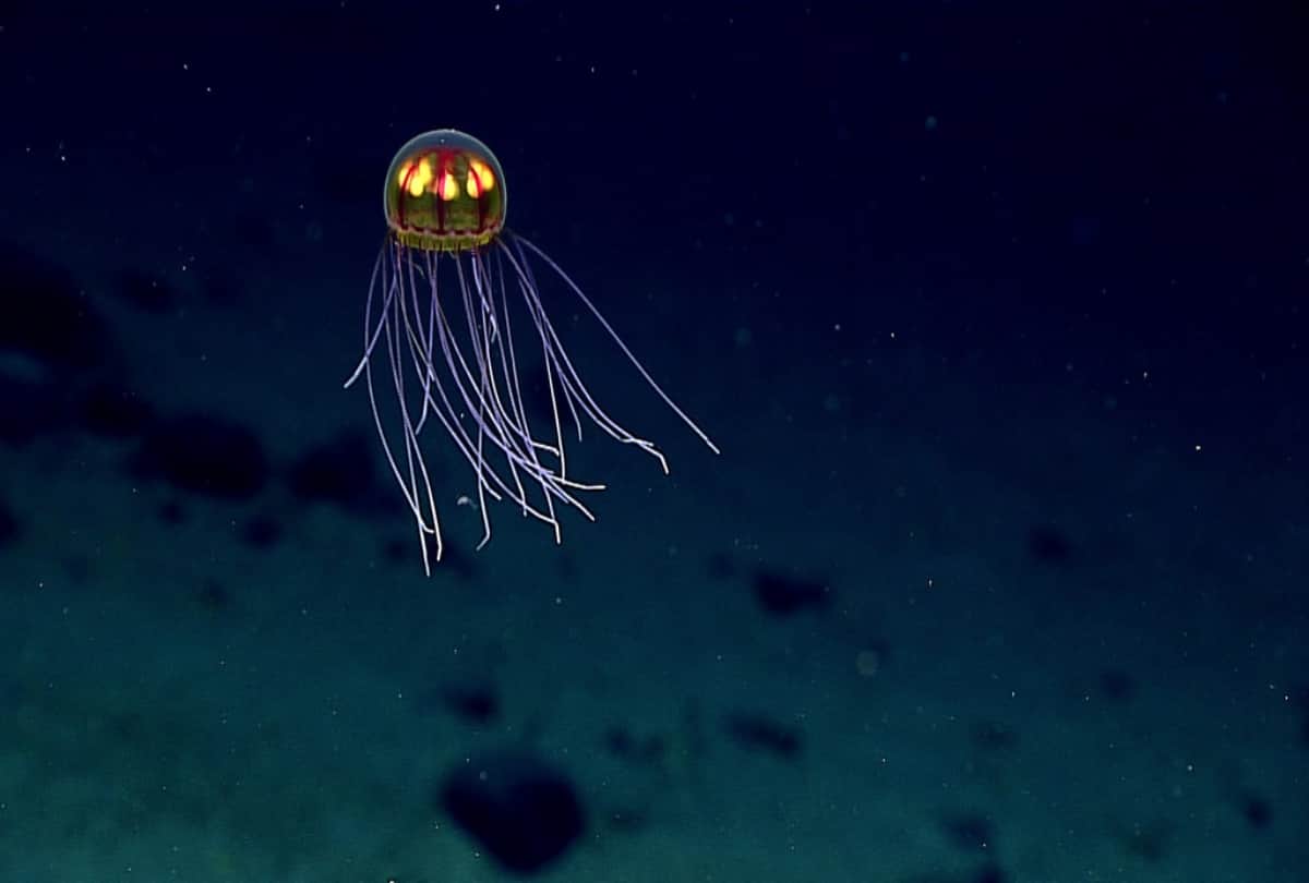 Jellyfish is a type of fish who never die