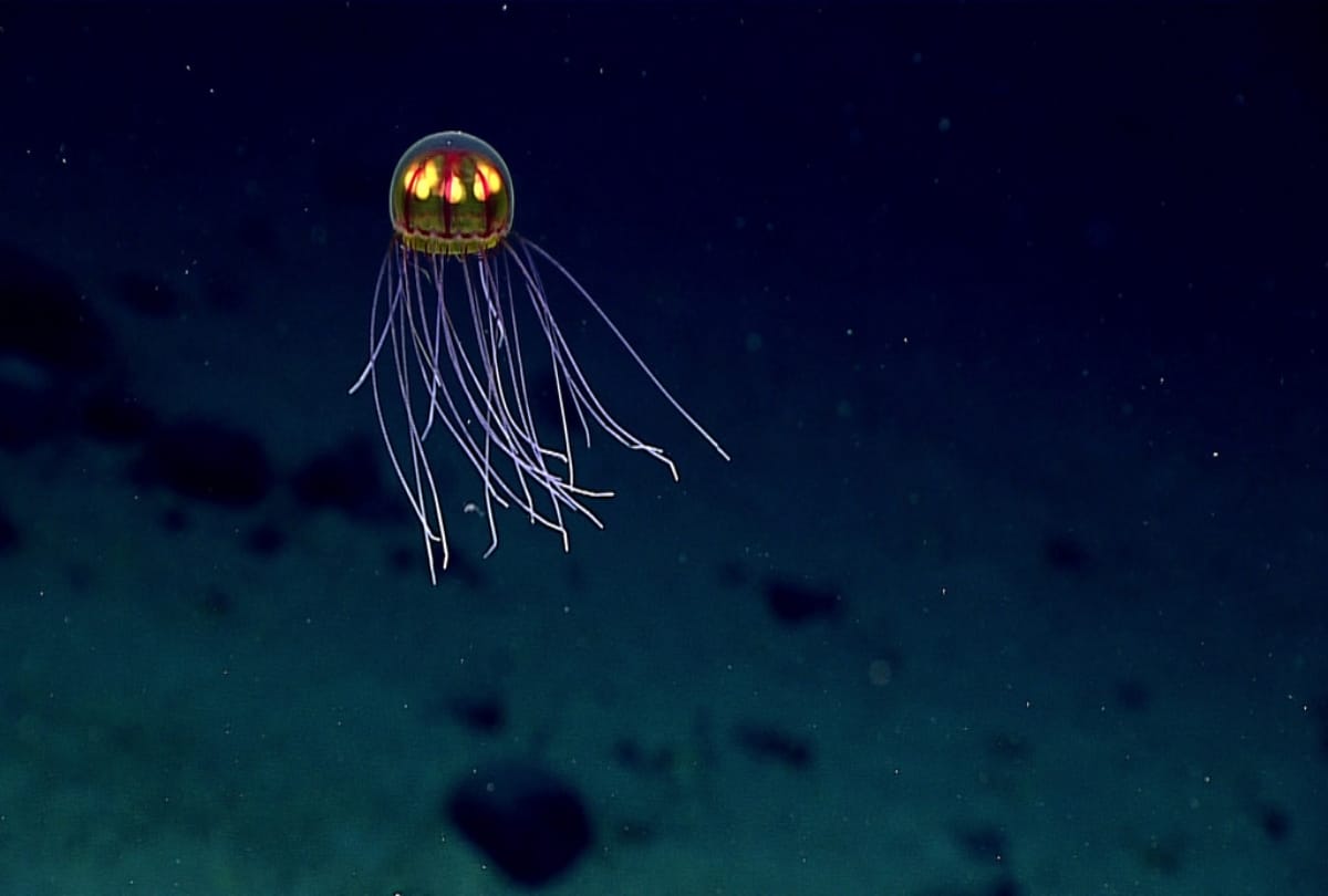 Jellyfish is a type of fish who never die