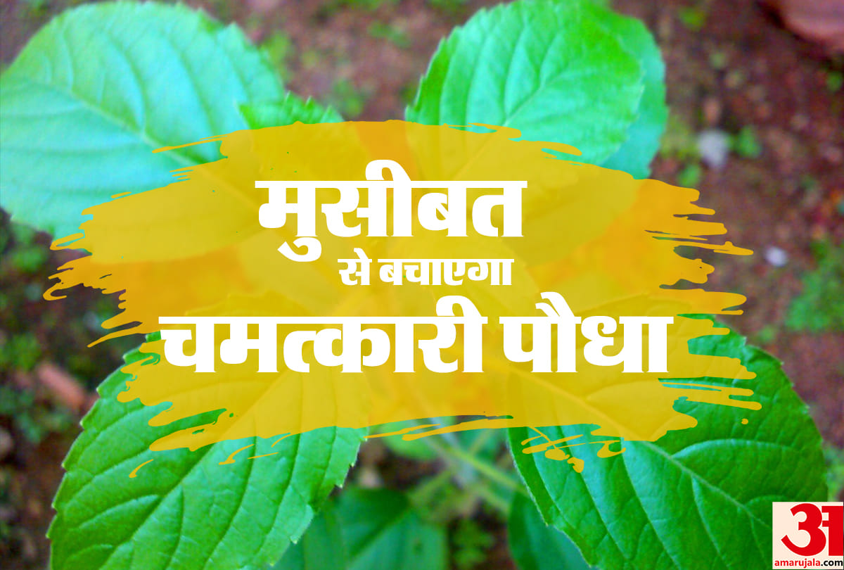 know about magical plant which indicate about problems by Dr. Vinay Bajrangi