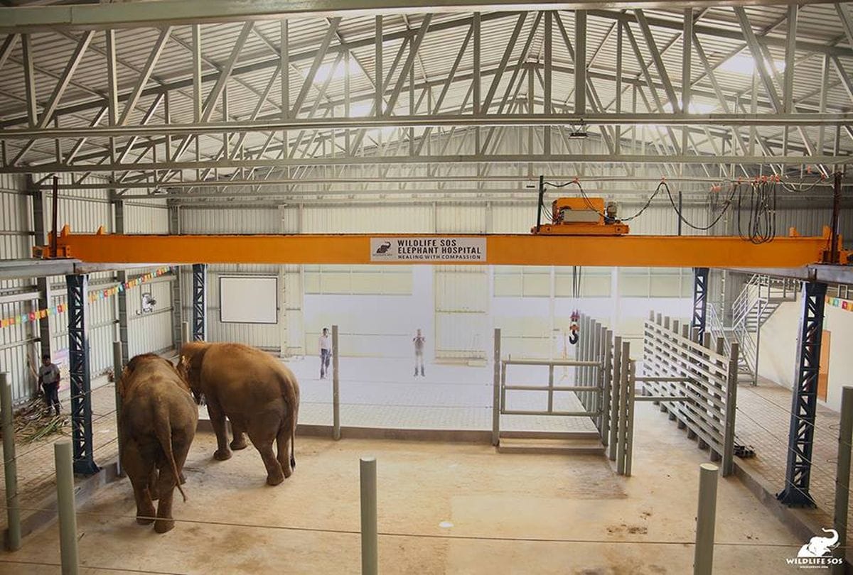 indian's first elephant memorial in mathura