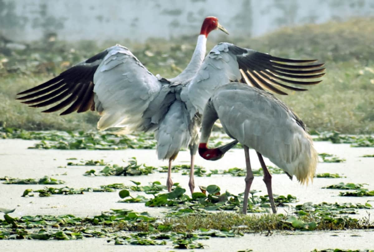 crane bird get a new partner after another crane died, wild story meerut