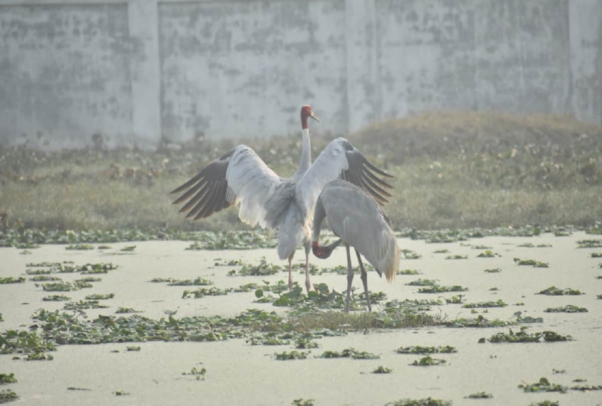 crane bird get a new partner after another crane died, wild story meerut