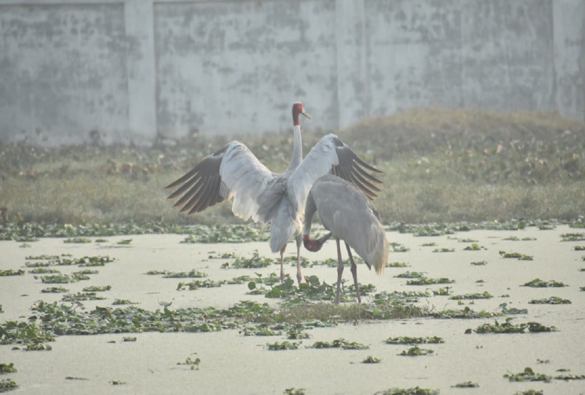 crane bird get a new partner after another crane died, wild story meerut