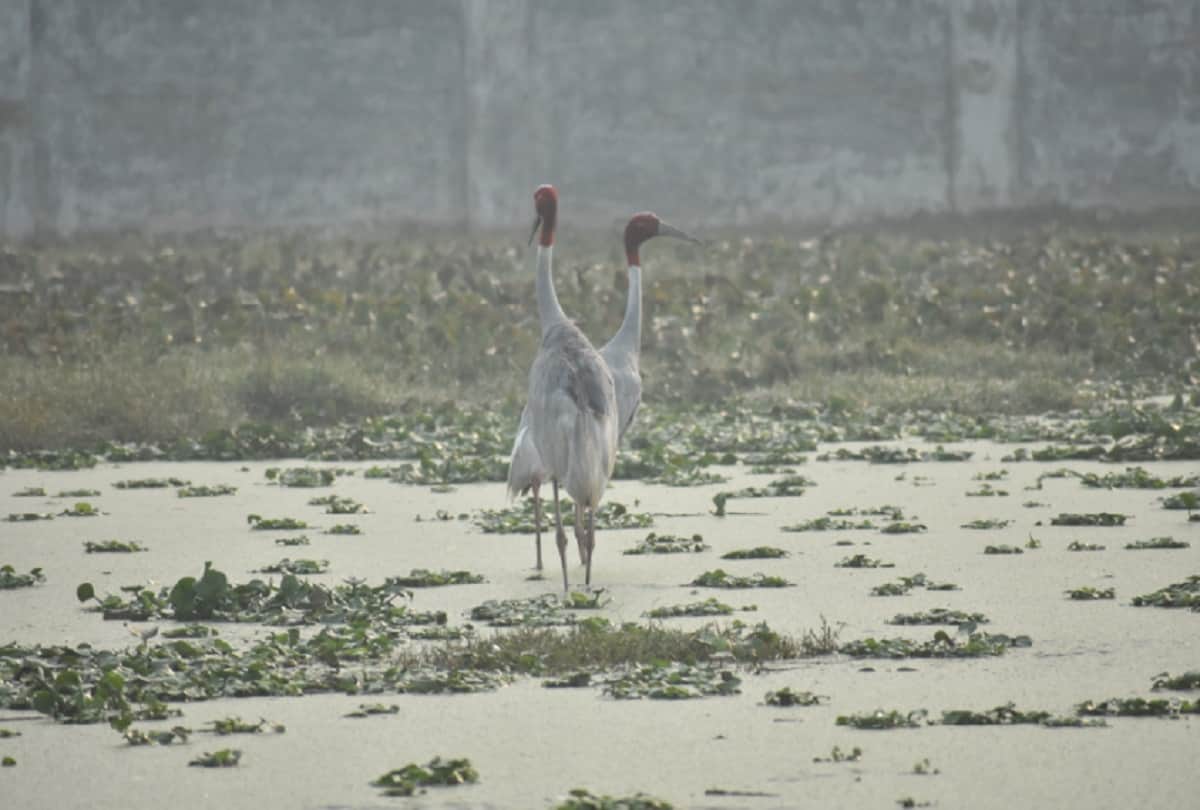 crane bird get a new partner after another crane died, wild story meerut