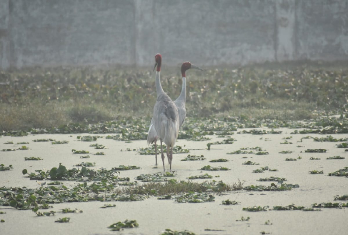 crane bird get a new partner after another crane died, wild story meerut