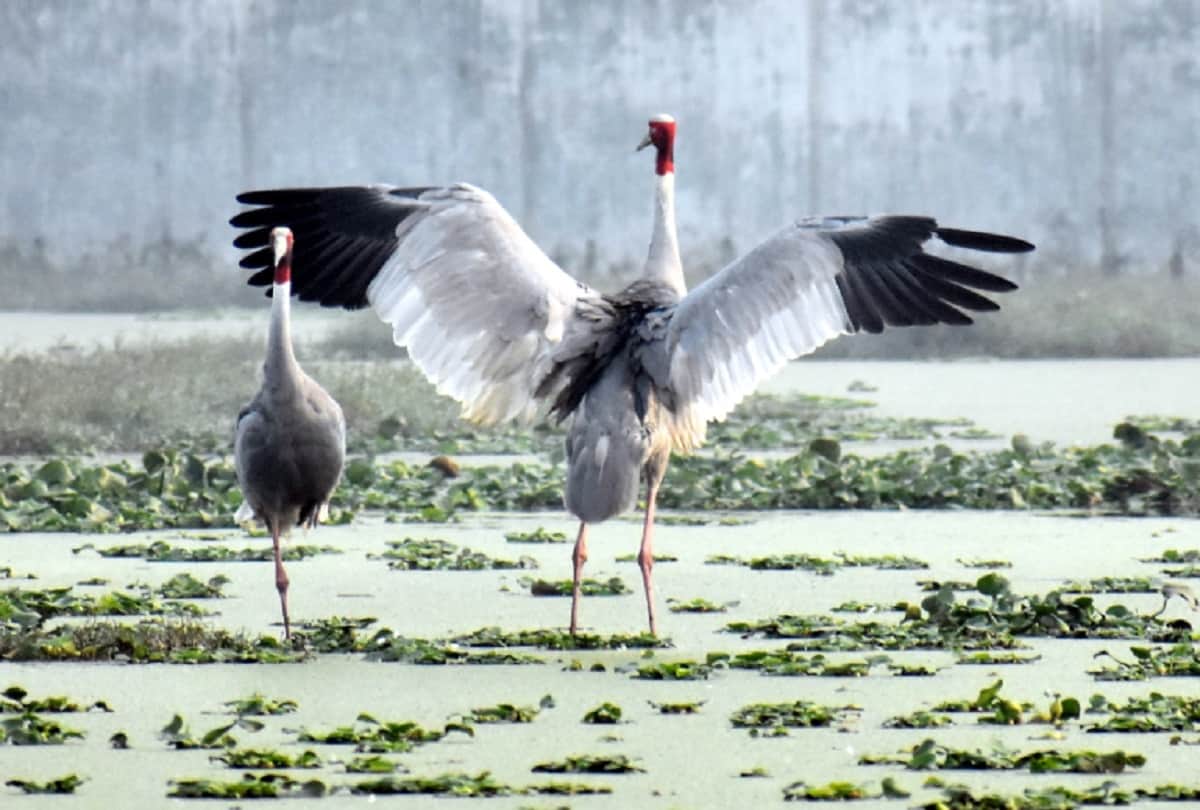 crane bird get a new partner after another crane died, wild story meerut