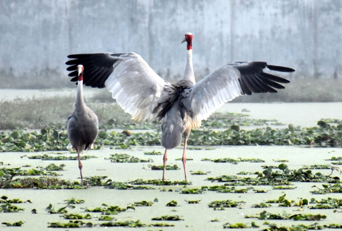 crane bird get a new partner after another crane died, wild story meerut