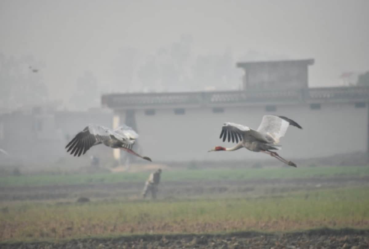 crane bird get a new partner after another crane died, wild story meerut