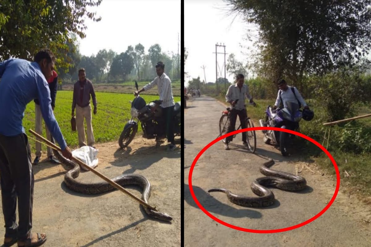 fifteen feet long python found in a farmer sugarcane farm in meerut up