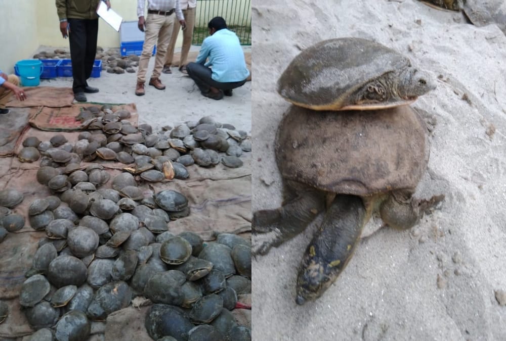 UP STF arrested tortoise smuggler.