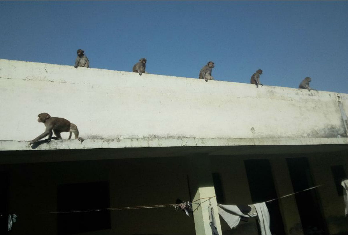 monkeys killed three persons within nine days in agra