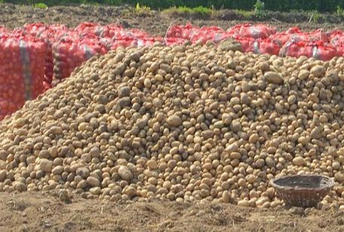 farmers upset as decrease potatoes price in agra