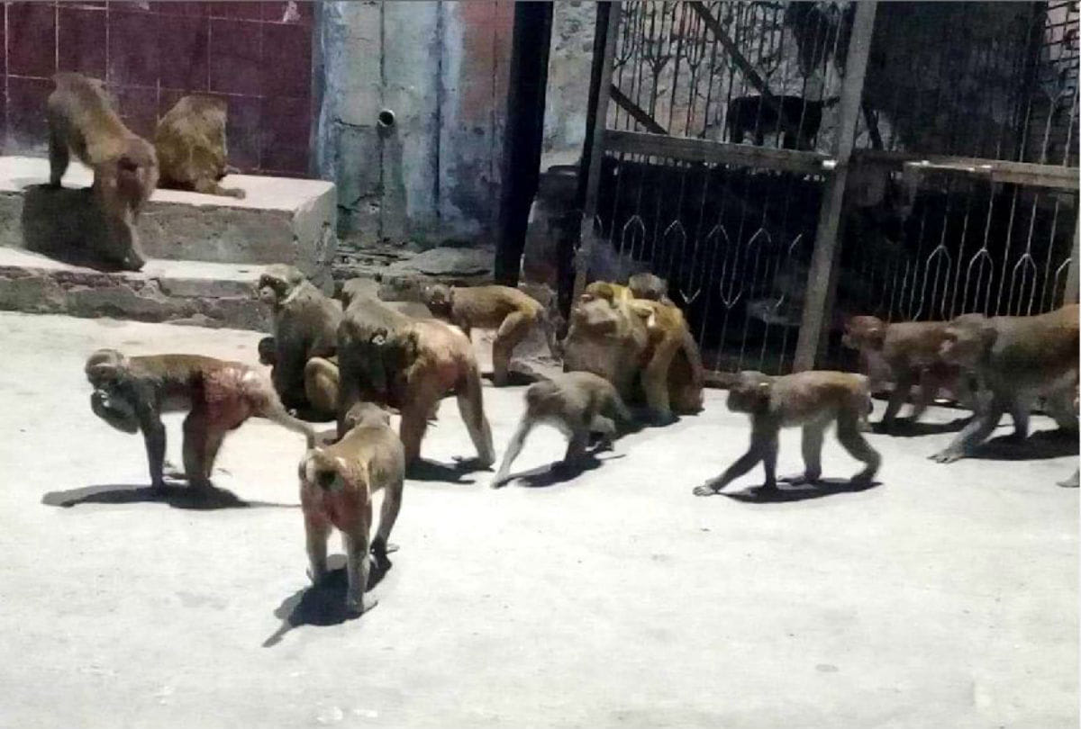 Monkey attacks on Head of Village in badaun, UP