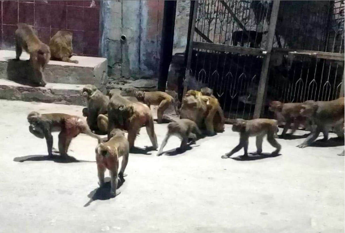 Uttarakhand News: Group of Monkey jammed Karnaprayag Nainital Highway