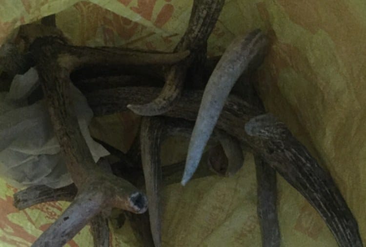 Wild Animals Organs Smuggling in Punjab