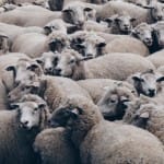graze of sheep and goats in the name of job at saudi arab