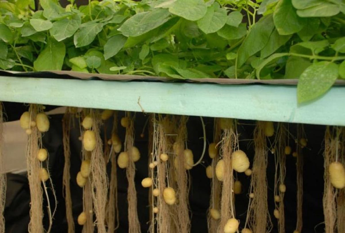 Farmers will be able to grow potato in air with Aeroponics technology